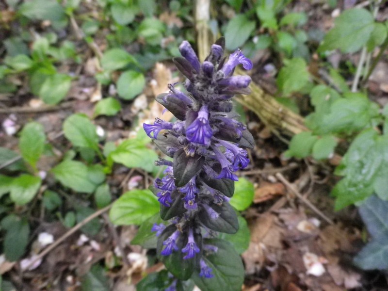 Ajuga reptans